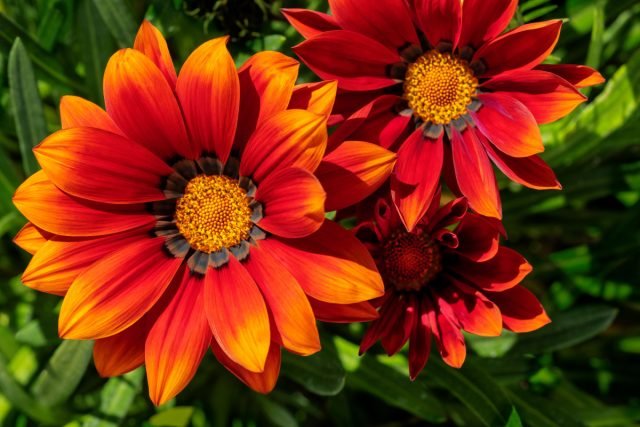 13 bloeiende planten die niet bang zijn voor warmte. Foto