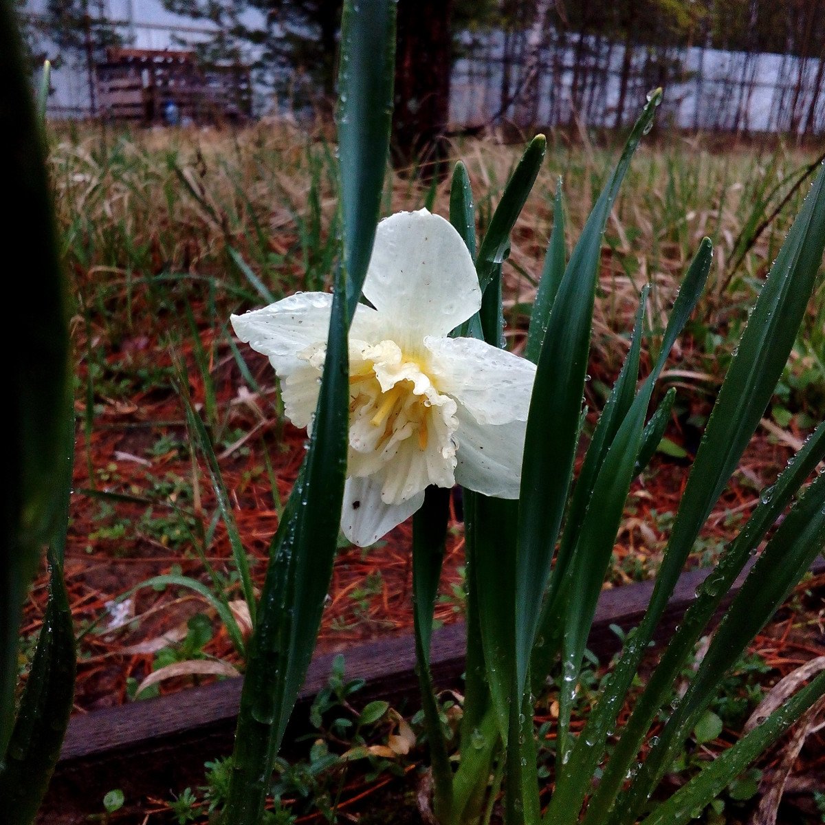 Witte primroses voor de lentebloemtuin. Foto