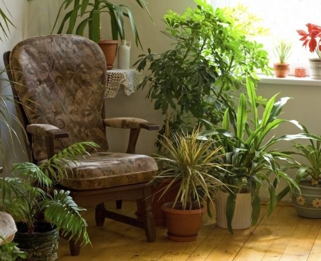 8 van de meest trendy binnenplanten. De beste schaduw -tolerante planten voor thuis. Soorten, beschrijving, foto