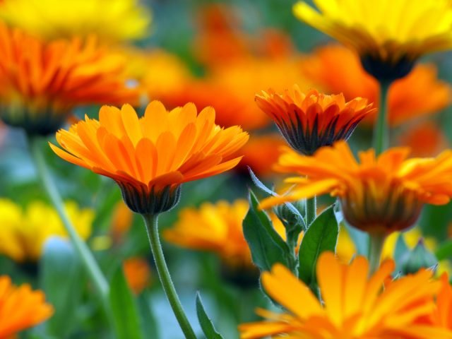 13 bloeiende planten die niet bang zijn voor warmte. Foto