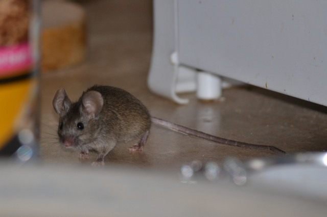 De strijd tegen muizen in het huis en in het zomerhuisje. Knaagdieren, ratten, muizen. Foto