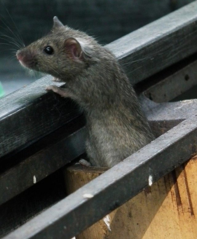 De strijd tegen muizen in het huis en in het zomerhuisje. Knaagdieren, ratten, muizen. Foto