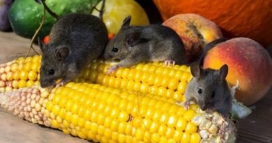De strijd tegen muizen in het huis en in het zomerhuisje. Knaagdieren, ratten, muizen. Foto