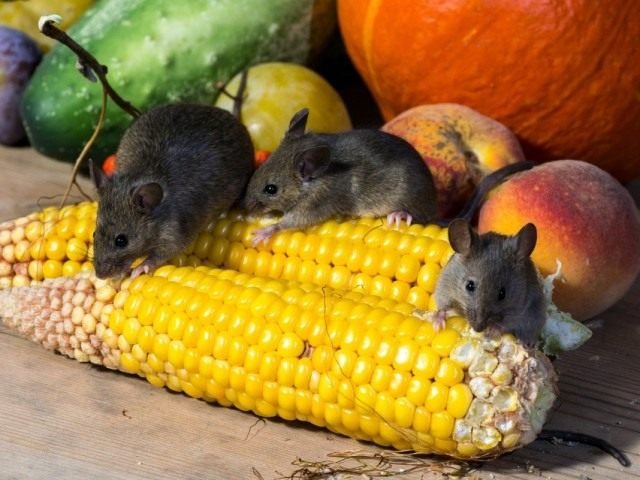 De strijd tegen muizen in het huis en in het zomerhuisje. Knaagdieren, ratten, muizen. Foto