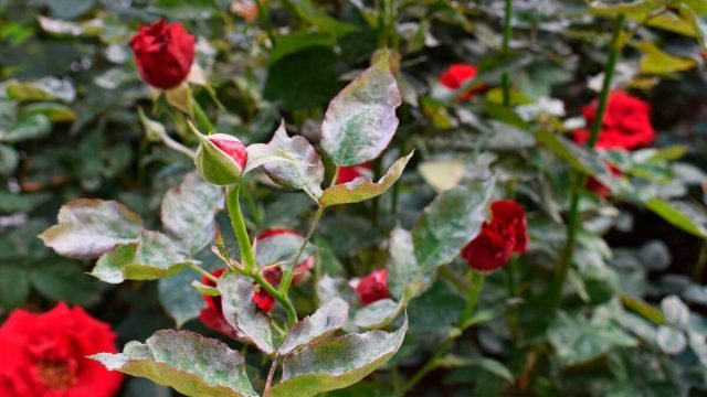 8 ziekten van rozen die iedereen zou moeten weten. Foto