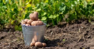 5 redenen waarom ik geen aardappel meer plant