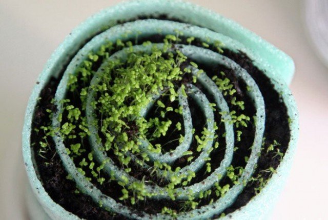 7 ongewone manieren om zaailingen te verbouwen. Eierschaal. Slak. Tules van toiletpapier. Foto