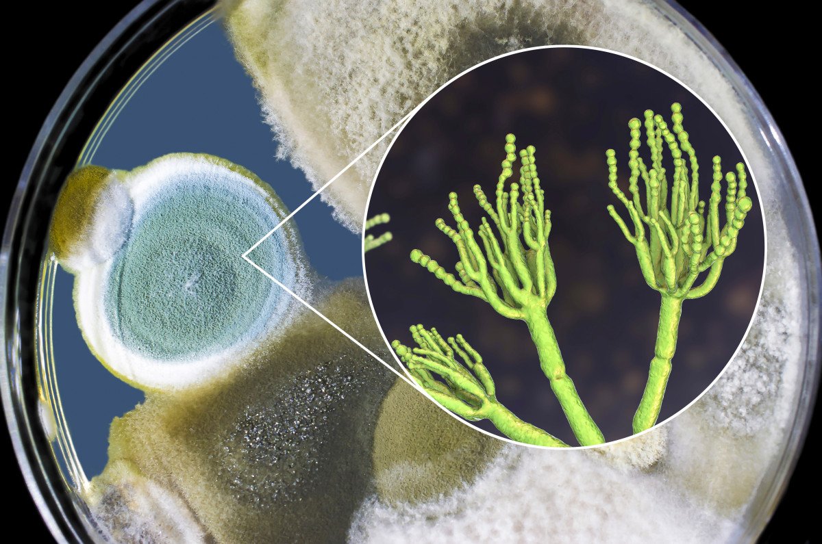 7 soorten bodemmicro -organismen om de gezondheid van planten te behouden. Foto