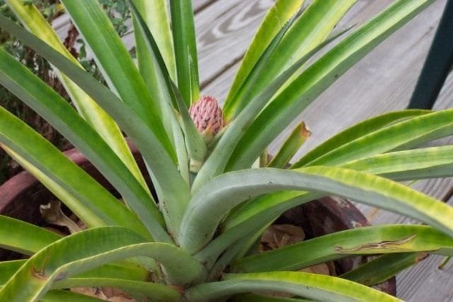 Hoe te laten groeien ananas thuis? Van bovenaf (sockets). Foto