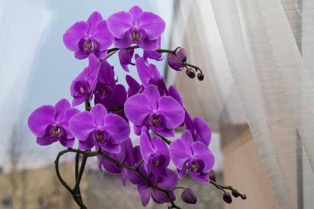 5 Hoofdvragen en antwoorden voor de verzorging van orchideeën in binnenomstandigheden. Foto