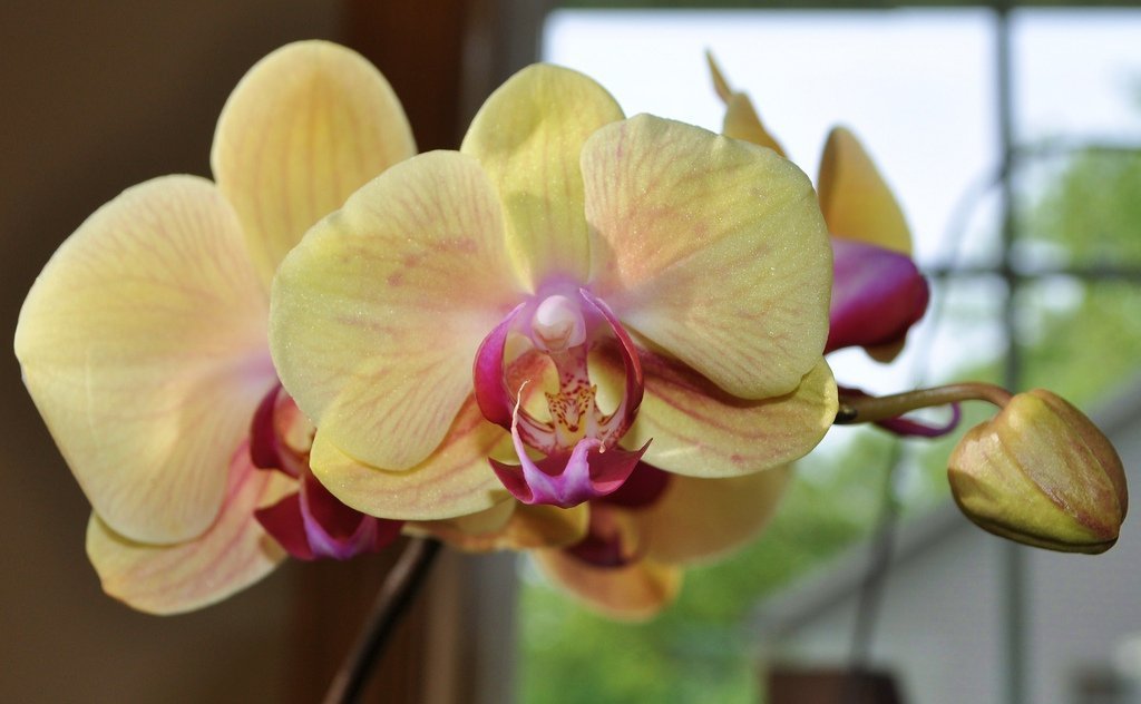 5 Hoofdvragen en antwoorden voor de verzorging van orchideeën in binnenomstandigheden. Foto