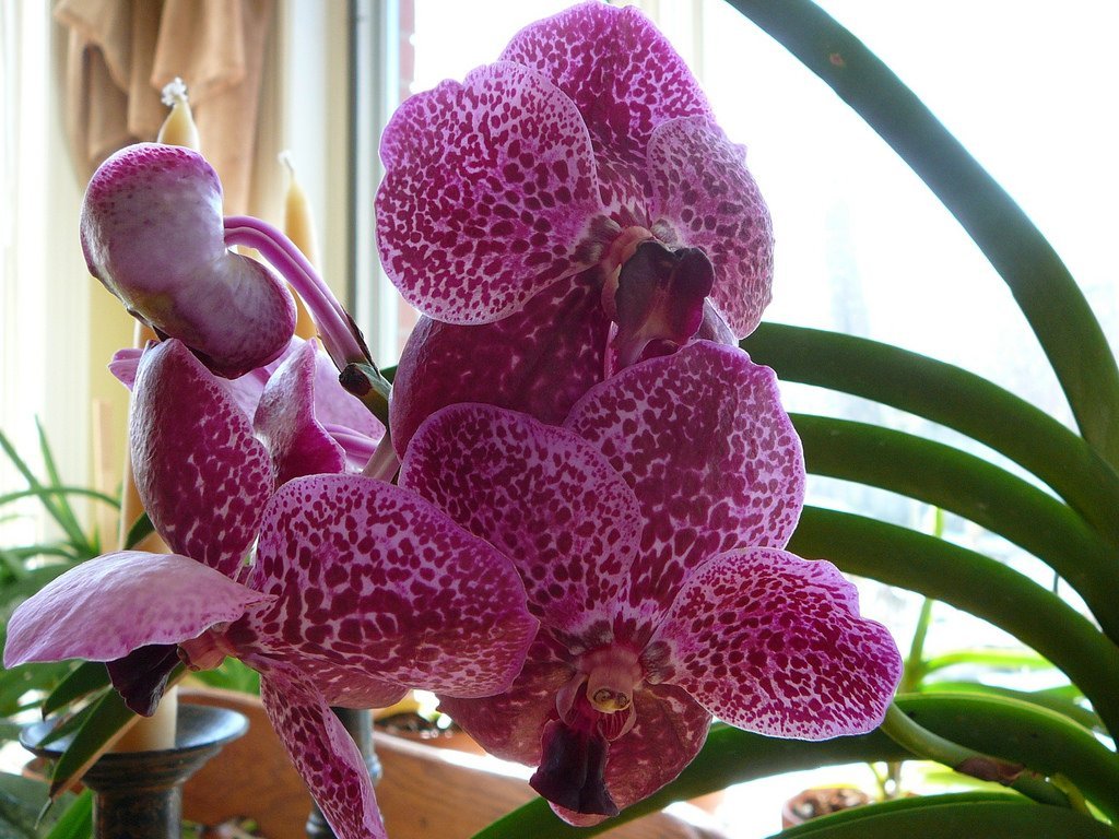 5 Hoofdvragen en antwoorden voor de verzorging van orchideeën in binnenomstandigheden. Foto