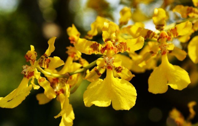 5 Hoofdvragen en antwoorden voor de verzorging van orchideeën in binnenomstandigheden. Foto