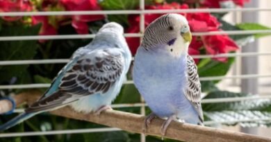 7 decoratieve vogels die geschikt zijn voor beginnende beschrijving, functies, foto's