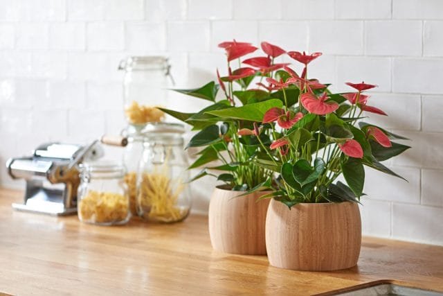 24 planten voor de slaapkamer - hoe een gezellige en genezende sfeer te creëren. Foto