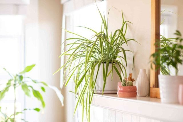 24 planten voor de slaapkamer - hoe een gezellige en genezende sfeer te creëren. Foto