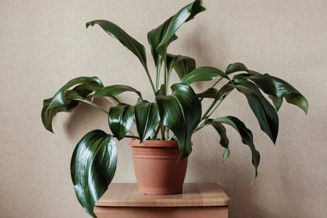 24 planten voor de slaapkamer - hoe een gezellige en genezende sfeer te creëren. Foto