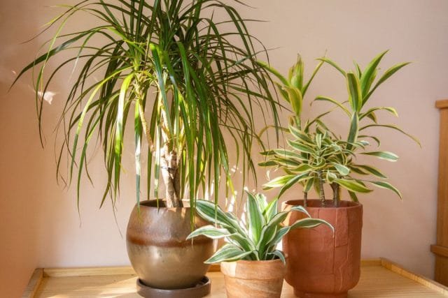 24 planten voor de slaapkamer - hoe een gezellige en genezende sfeer te creëren. Foto