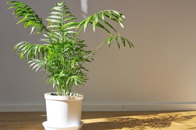 24 planten voor de slaapkamer - hoe een gezellige en genezende sfeer te creëren. Foto