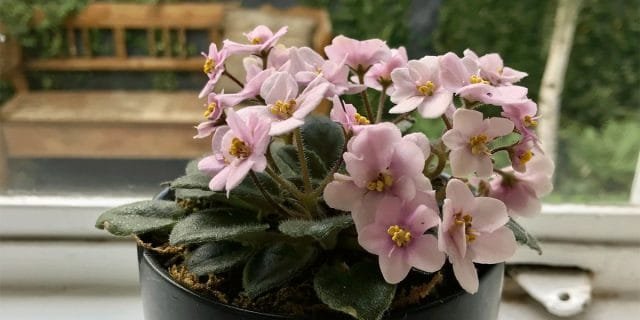 24 planten voor de slaapkamer - hoe een gezellige en genezende sfeer te creëren. Foto