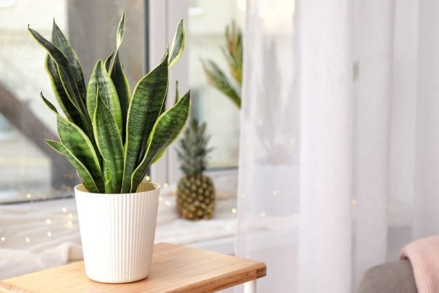 24 planten voor de slaapkamer - hoe een gezellige en genezende sfeer te creëren. Foto