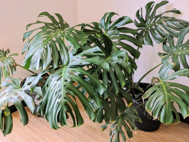 5 van de meest spectaculaire binnenplanten met grote bladeren. Alocasia, Aflandra, Medinylla, Monster, Platicurium. Zorg thuis. Foto – Pagina 6 van de 6, Kaleyard 5 van de meest spectaculaire binnenplanten met grote bladeren. Alocasia, Aflandra, Medinylla, Monster, Platicurium. Zorg thuis. Foto - Pagina 6 van de 6