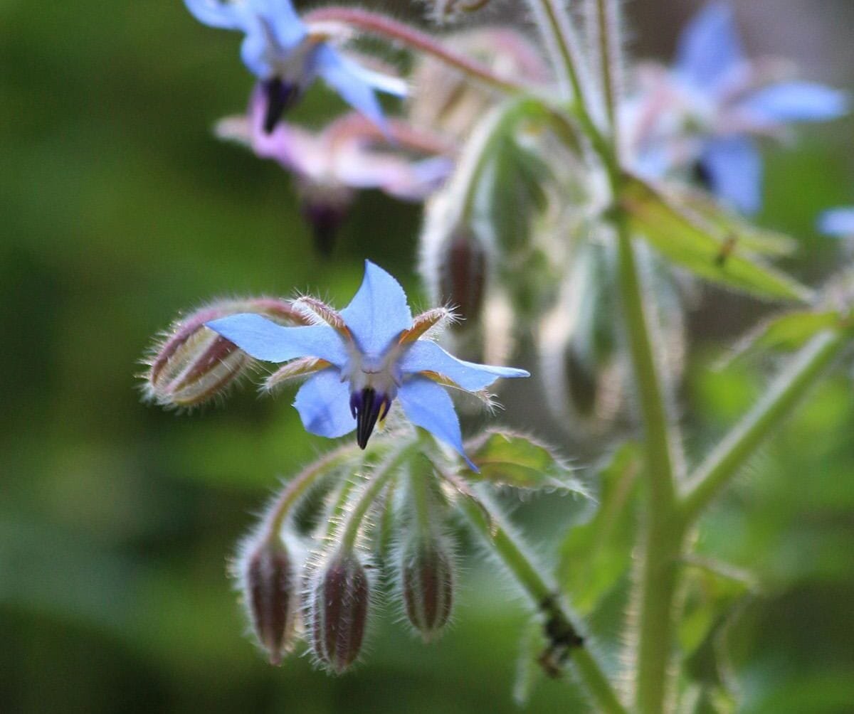 Boor (Borago, komkommergras) - Het voordeel van de plant voor de site. Foto