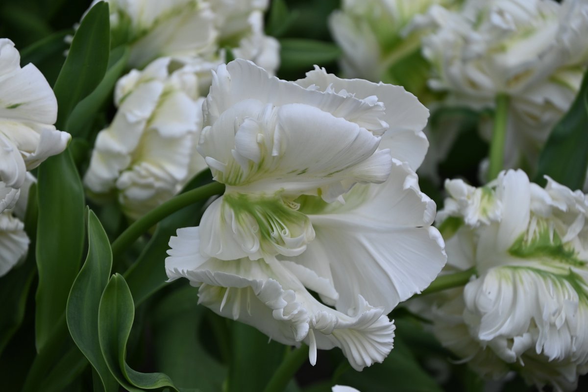 Witte primroses voor de lentebloemtuin. Foto