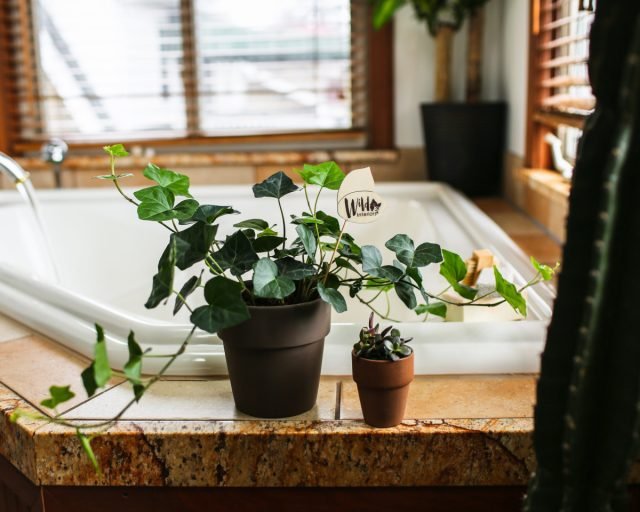 12 beste planten voor de badkamer - selecteer correct