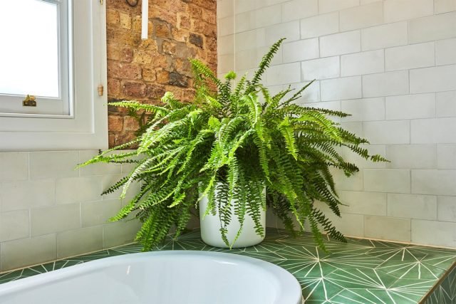 12 beste planten voor de badkamer - selecteer correct