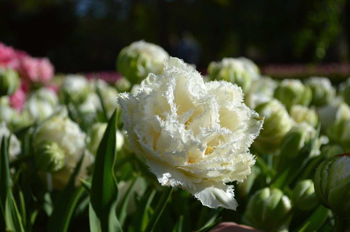 Witte primroses voor de lentebloemtuin. Foto