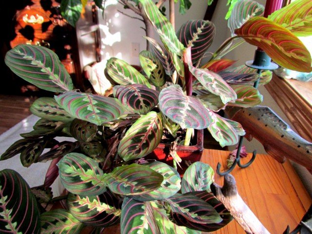 6 van de meest spectaculaire binnenplanten met multi -kleurbladeren. Lijst met planten met meerdere gekleurde bladeren. Namen en foto's