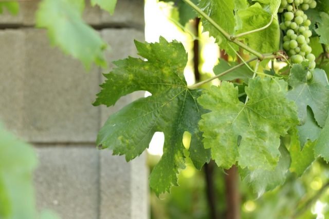 12 Problemen bij de voeding van de wijnstok, of wat is niet genoeg voor druiven? Foto