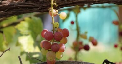 12 Problemen bij de voeding van de wijnstok, of wat is niet genoeg voor druiven? Foto
