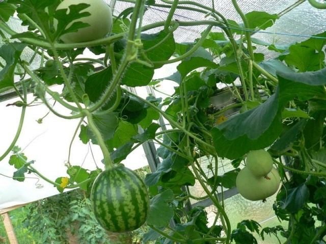 Watermeloen in een kas. Hoe te groeien? Planten en zorg. Foto