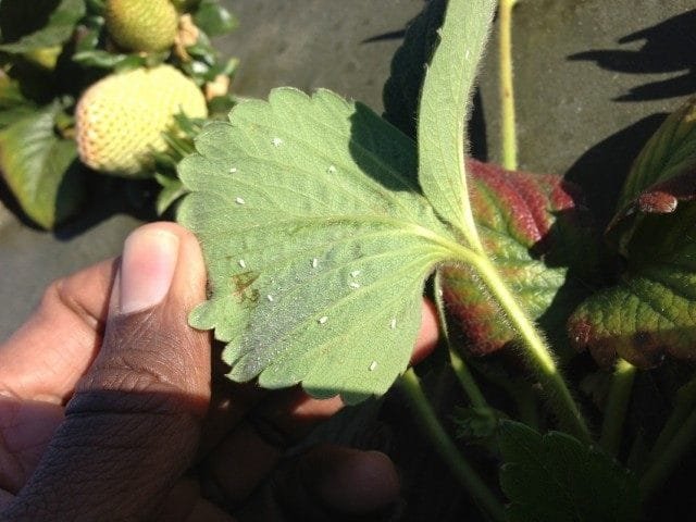 Witte vleugel en maatregelen om de plaag te bestrijden. Hoe kom je van whiteflies af? Foto