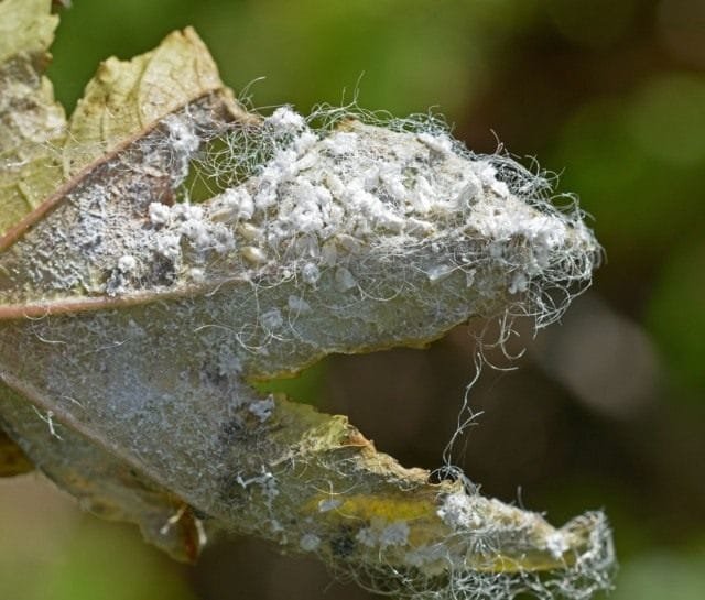 Witte vleugel en maatregelen om de plaag te bestrijden. Hoe kom je van whiteflies af? Foto