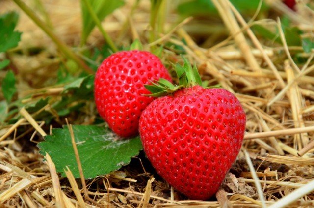 5 stappen naar de rijke oogst van aardbeien