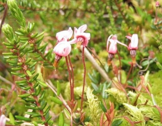 Cranberry - Northern Beauty