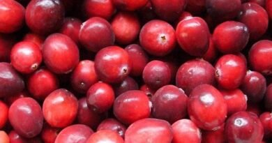 Cranberry - Northern Beauty