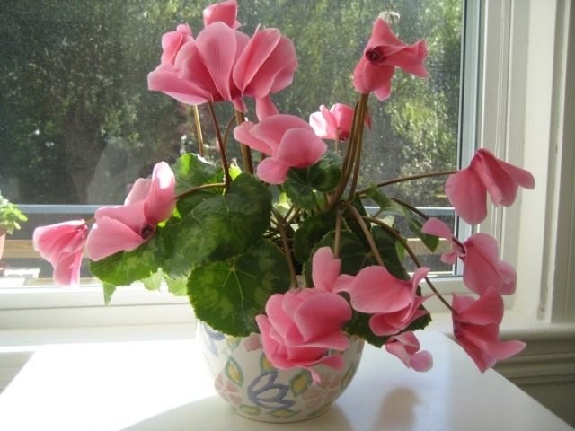 Cyclamen is een bloem van de zon. Zorg, groeien, reproductie. Foto