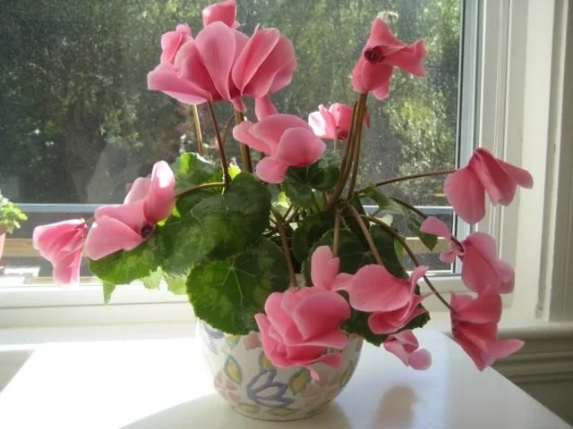 Cyclamen is een bloem van de zon. Zorg, groeien, reproductie. Foto, Kaleyard Cyclamen is een bloem van de zon. Zorg, groeien, reproductie. Foto