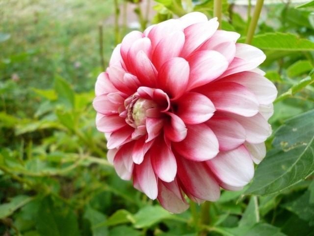 Waar kwamen de dahlia's naar ons toe? Verhaal. Bloemen. Foto