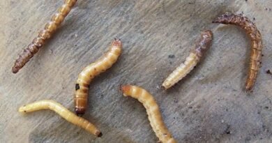 De draadworm is een genadeloze plaag van aardappelen. Hoe kom je van de draadworm af?