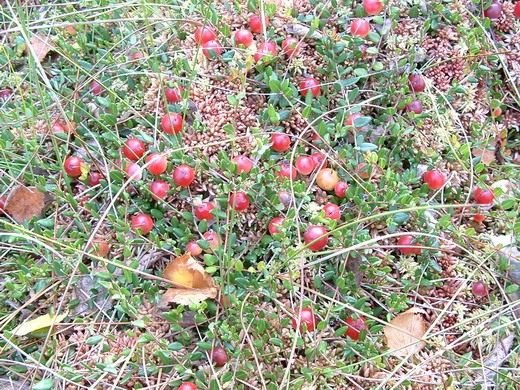 Cranberry - Northern Beauty