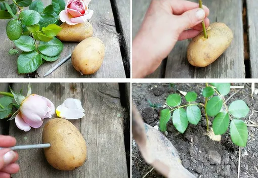 10 manieren om aardappelen te gebruiken die u niet wist