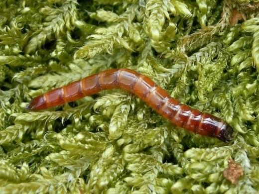 De draadworm is een genadeloze plaag van aardappelen. Hoe kom je van de draadworm af?