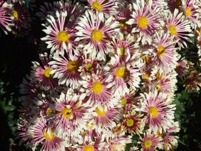 Ball Chrysanthemum in de Nikitsky Botanical Garden. Variëteiten van tuinchrysanthemums. Foto