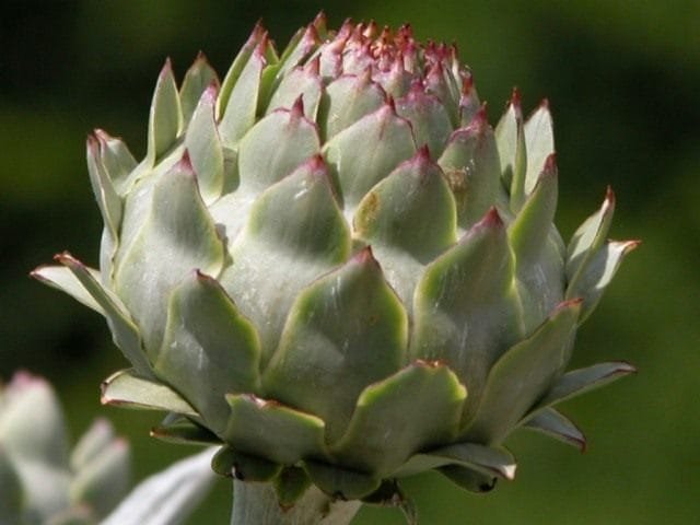 Artichok - een nuttige doorn
