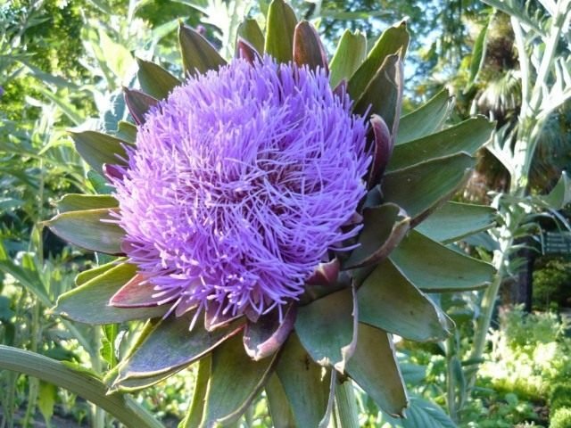 Artichok - een nuttige doorn